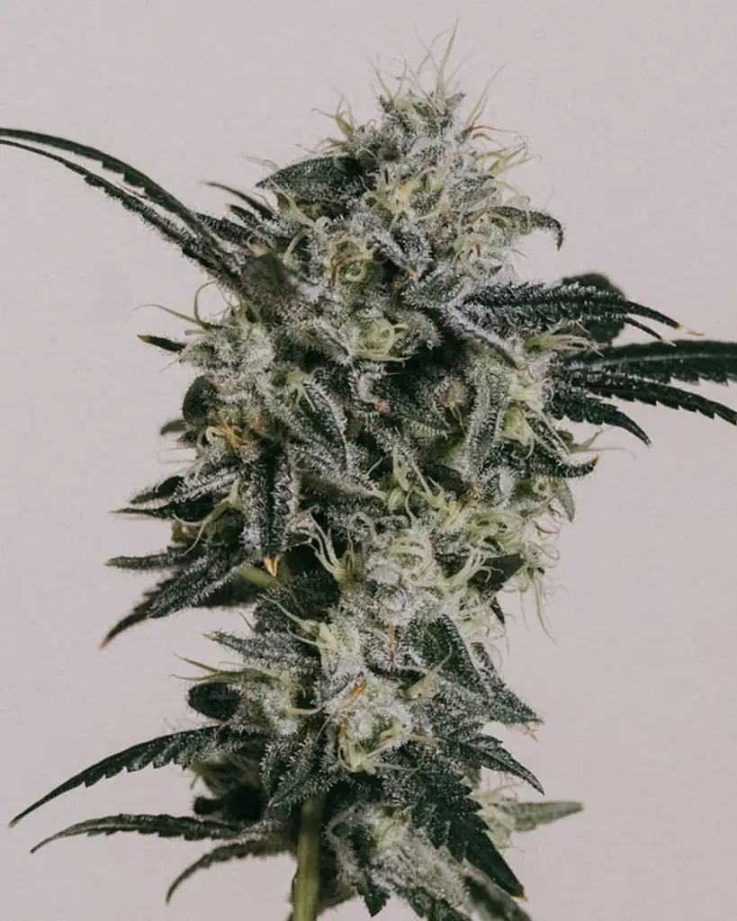 Black Widow Seeds