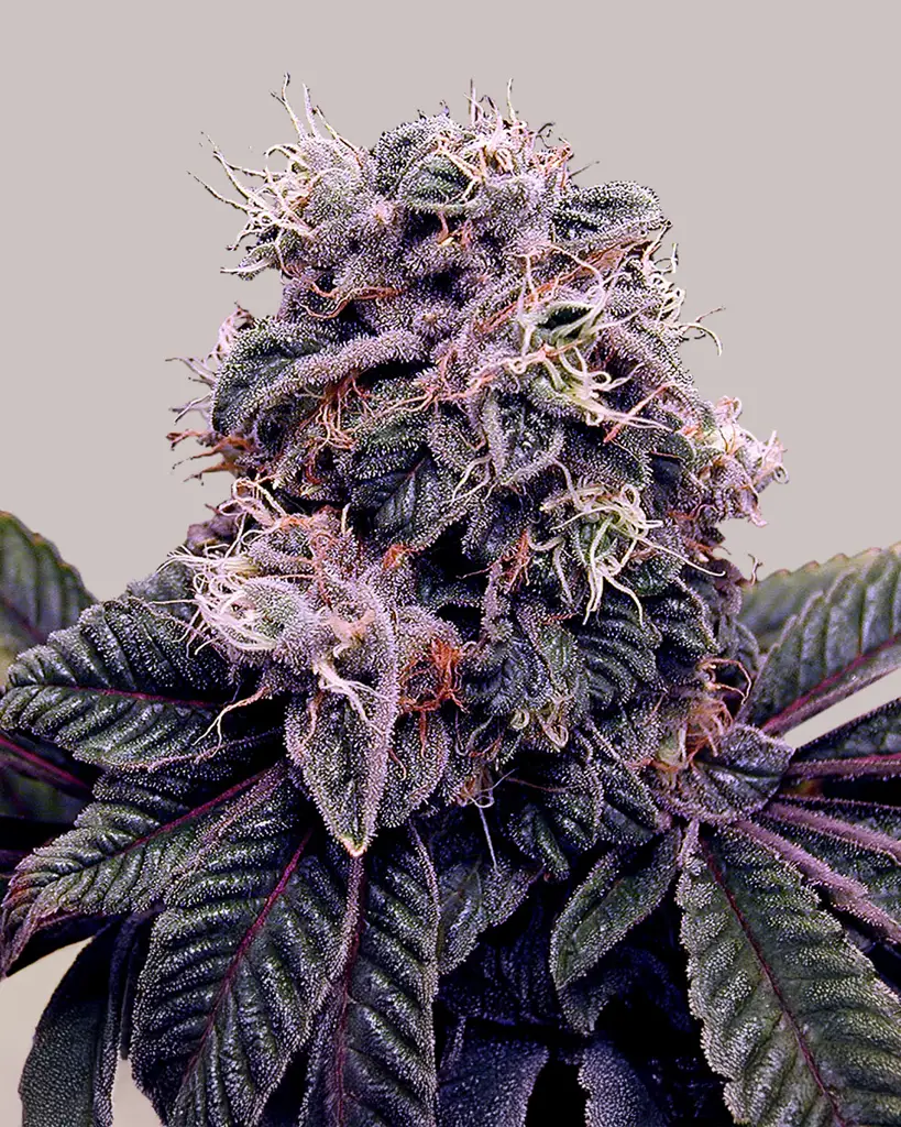 Blackberry Kush Feminized Seeds