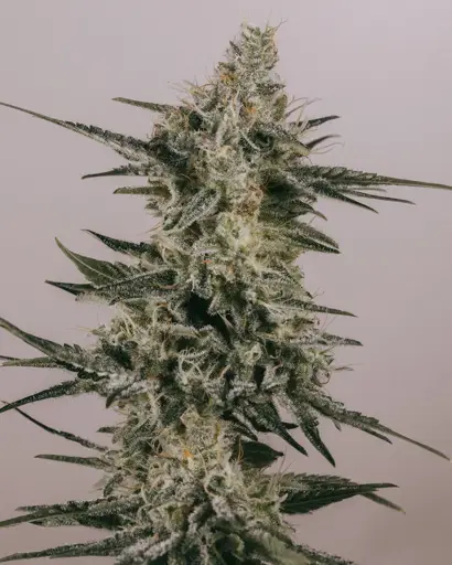 Blackberry Kush Seeds