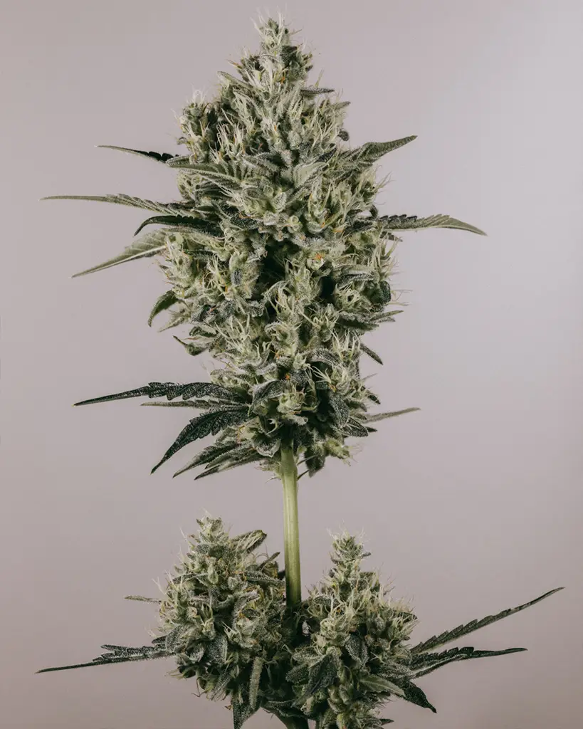 Blackberry Kush Feminized Seeds