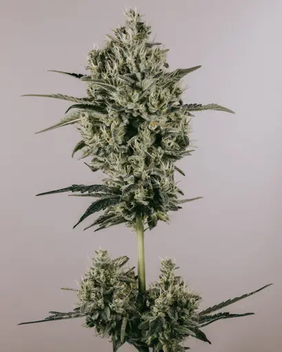 Blackberry Kush Feminized Seeds