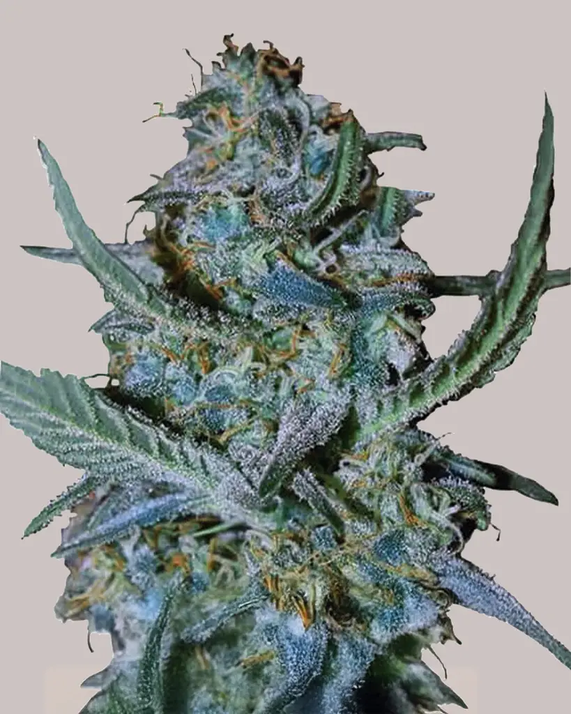 Blue Cheese Feminized Seeds