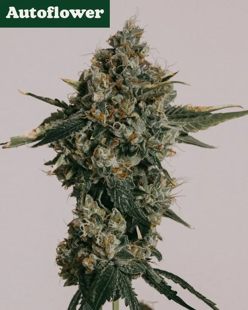 Blue Cheese Autoflower Seeds