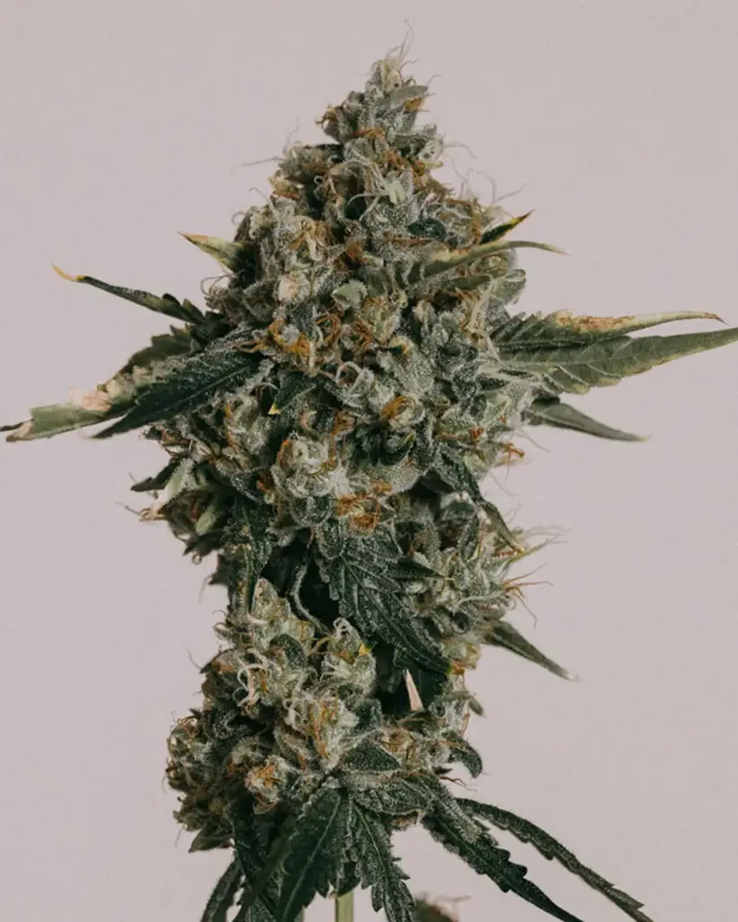 Blue Cheese Seeds