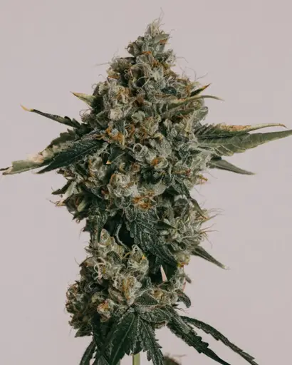 Blue Cheese Seeds