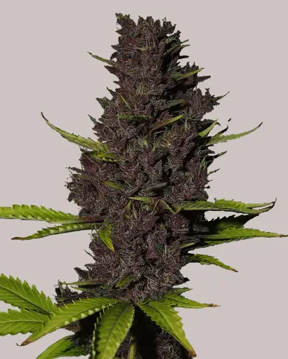 Blue Dream Feminized Seeds