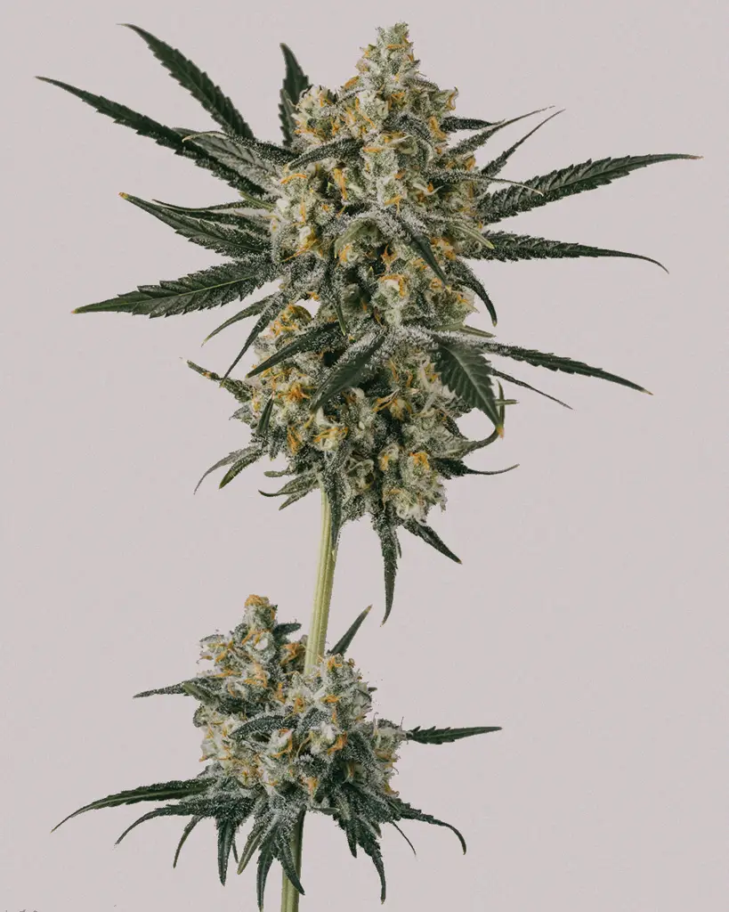 Blue Dream Feminized Seeds
