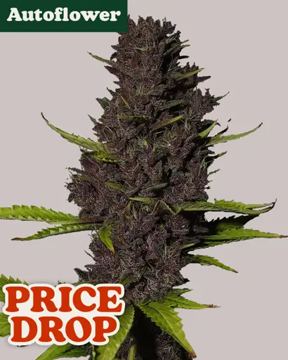 Blue Dream Autoflower Seeds