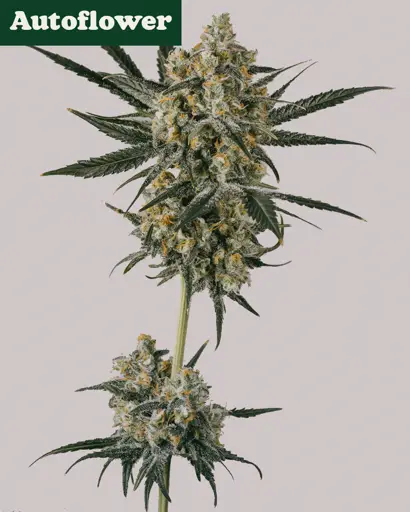 Blue Dream Autoflower Seeds