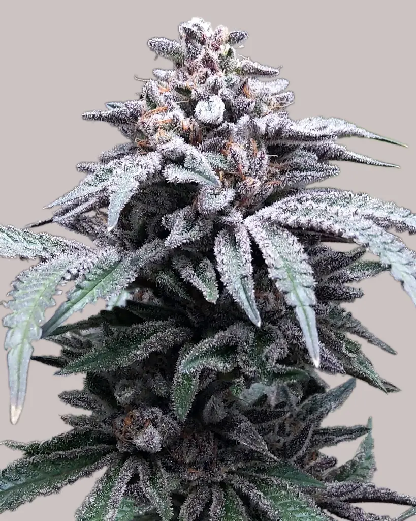Colorful Weed Mix Pack - USA Shipping >> ILGM