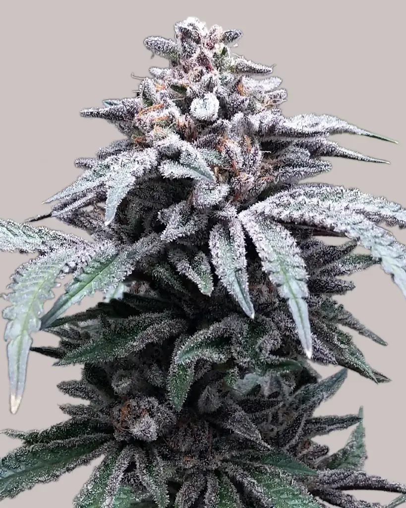 Blue Haze Seeds