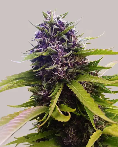 Blueberry Feminized Seeds