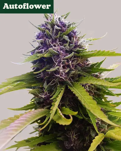 Blueberry Autoflower Seeds