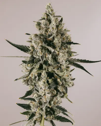 Blueberry CBD Feminized Seeds