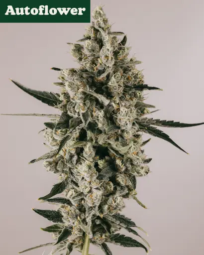 Blueberry Autoflower Seeds