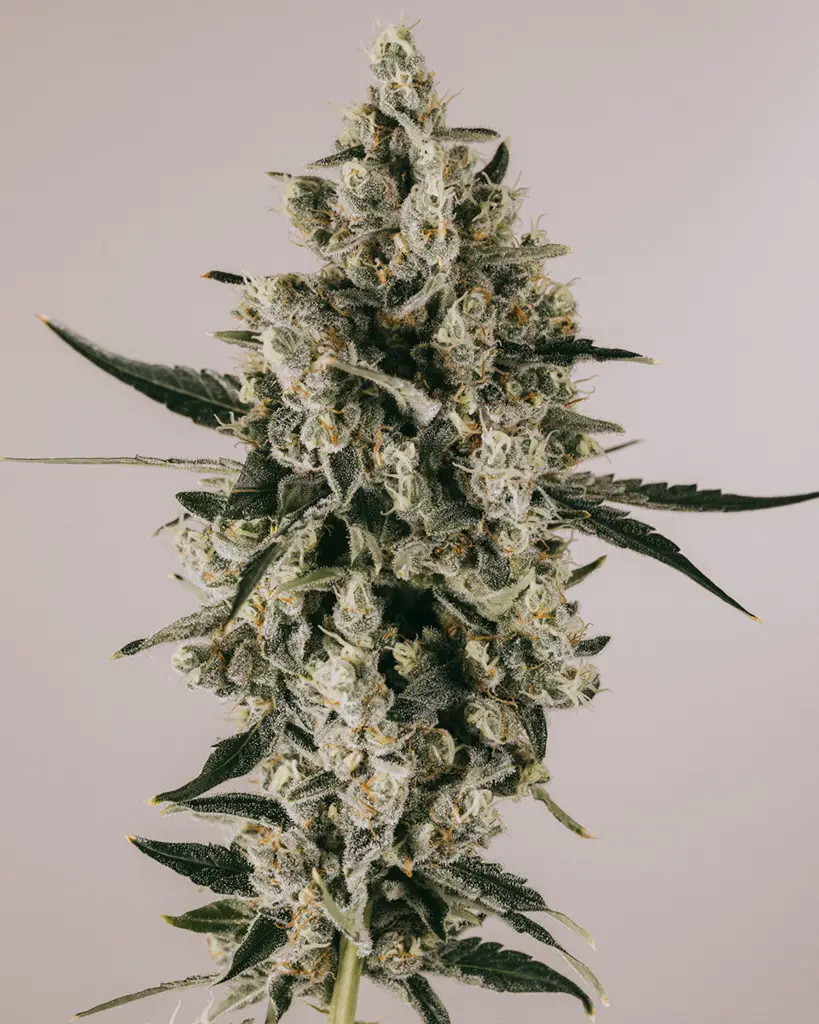 Blueberry Feminized Seeds