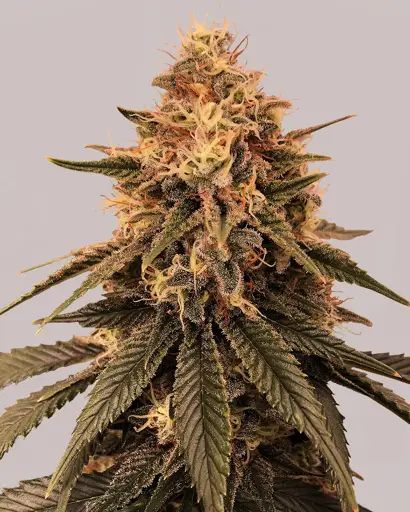 Bruce Banner Feminized Seeds