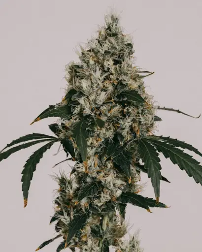 Bruce Banner Seeds