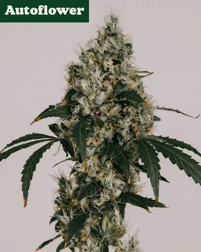 Bruce Banner Autoflower Seeds