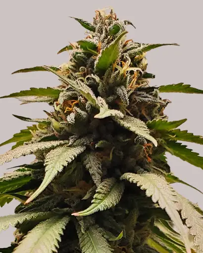 Bubba Kush Feminized Seeds