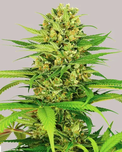 Bubblegum Seeds