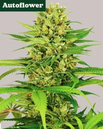 How Much Does One Cannabis Autoflower Plant Yield? - ILGM