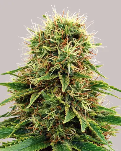 CBD Kush Seeds