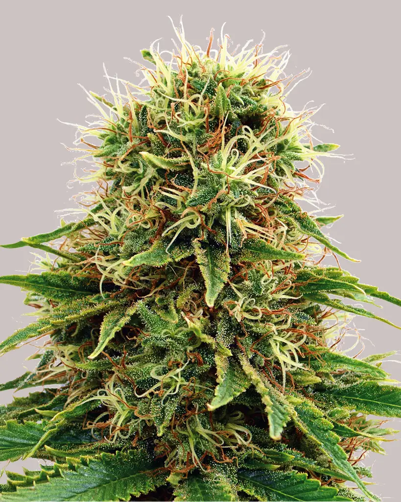 CBD Kush Feminized Seeds