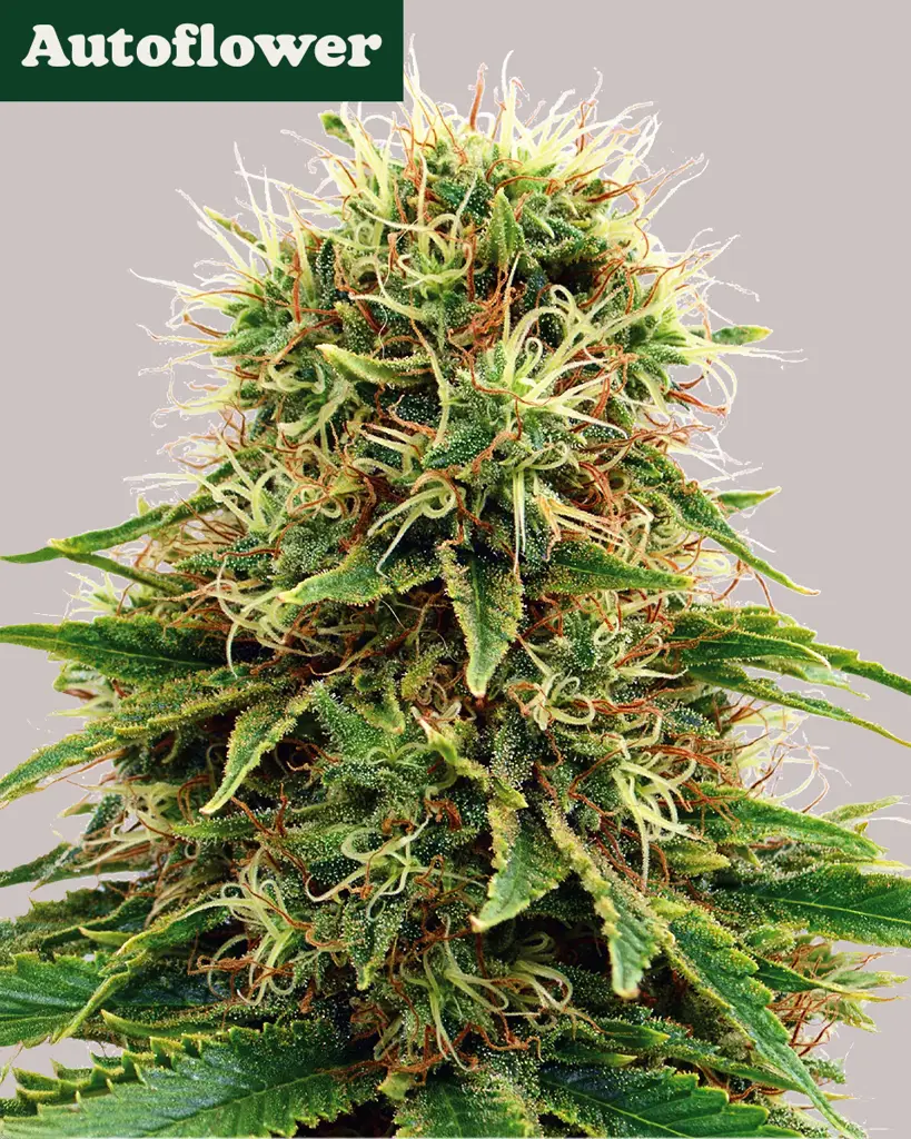 CBD Kush Autoflower Seeds