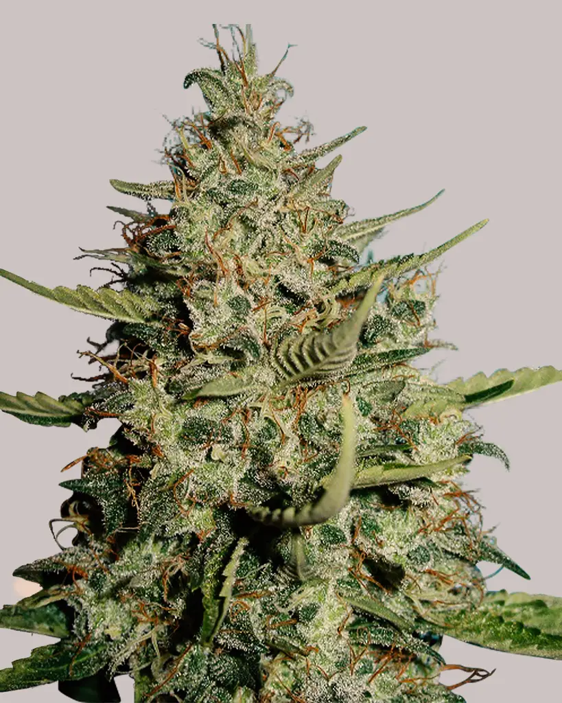 California Dream Feminized Seeds