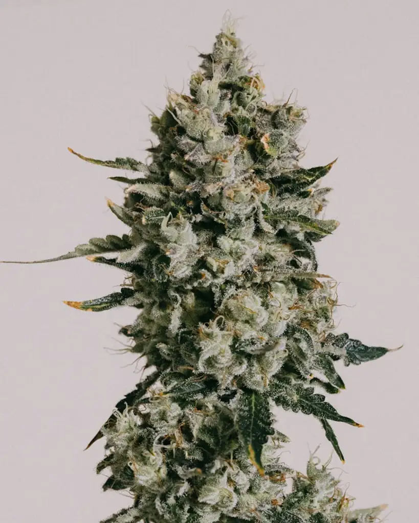 California Dream Seeds