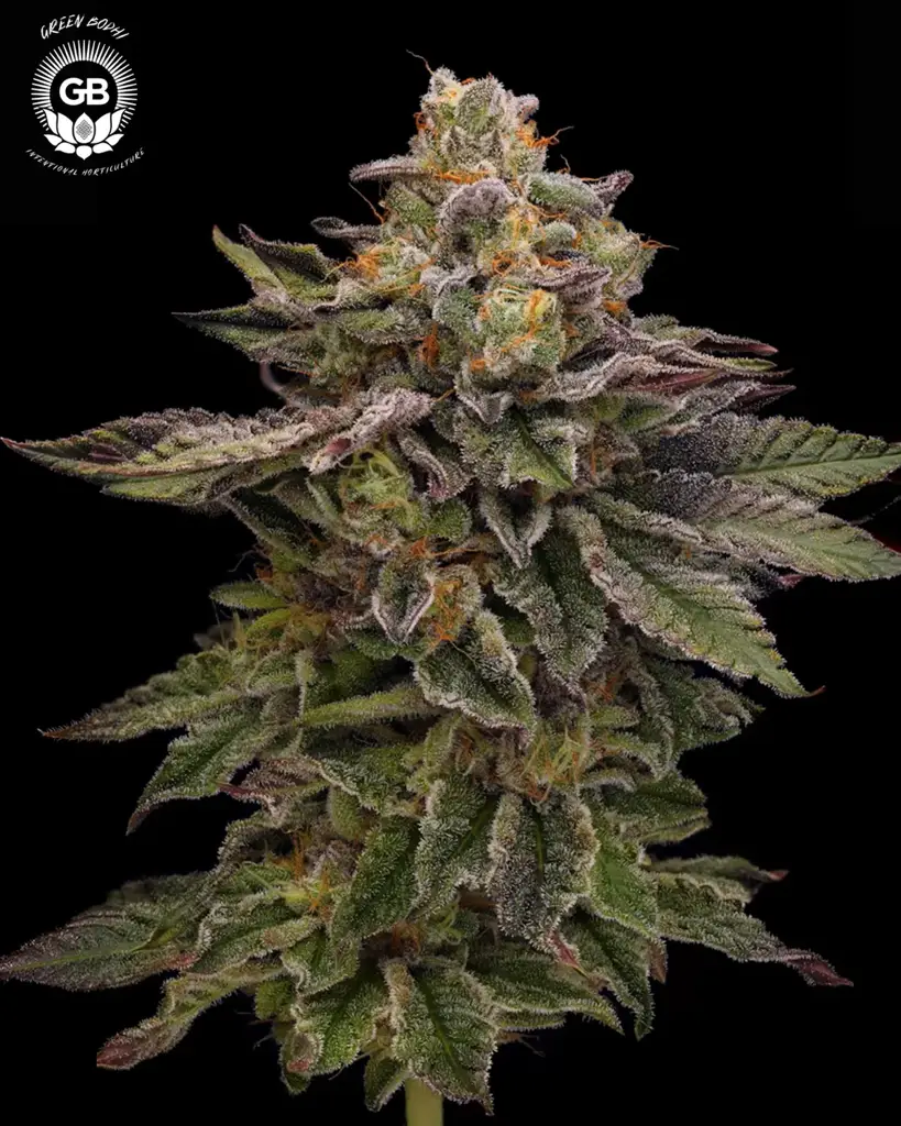 Candy_Cane_Kush_full_plant_e8a