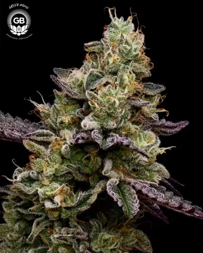 Candy Cane Kush Feminized Seeds