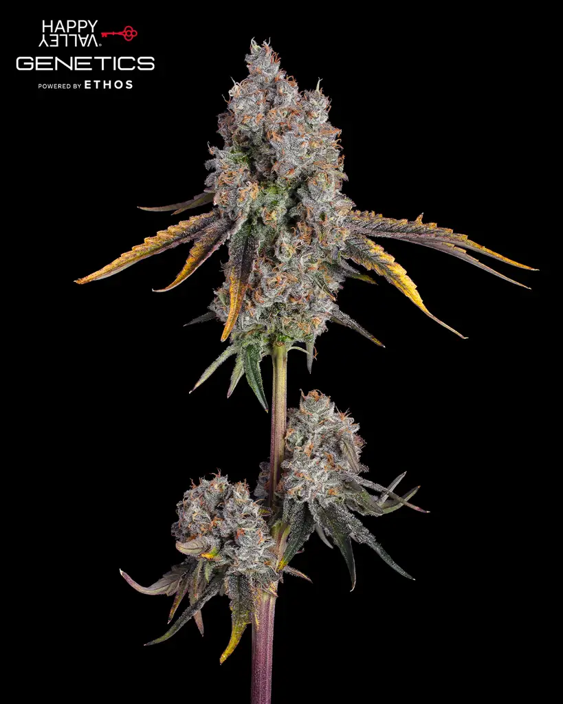 Candy Games #38 Feminized Seeds