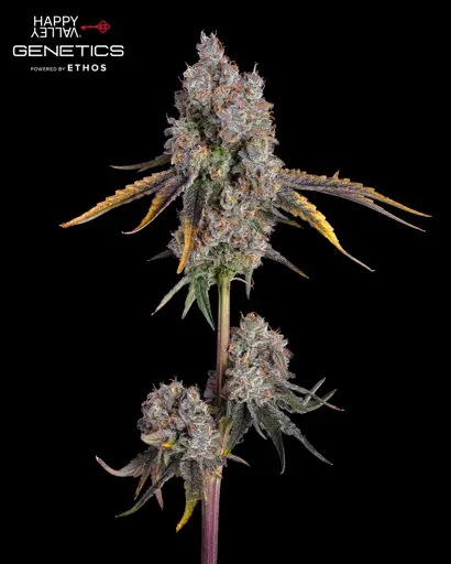 Candy Games #38 Feminized Seeds