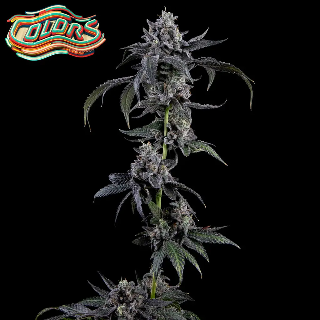 Candy Juice Feminized Seeds (10+10 FREE)