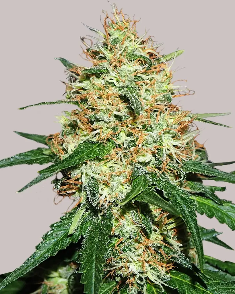 Candy Kush Seeds