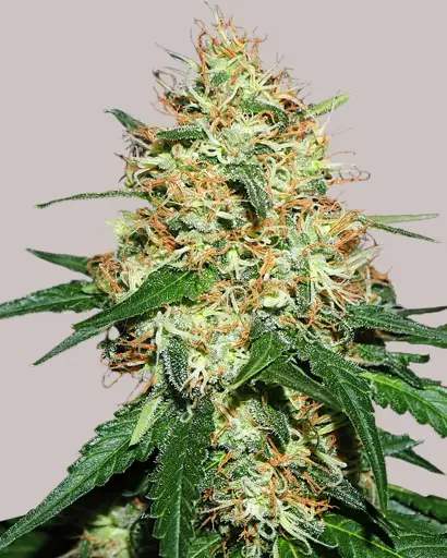 Candy Kush Feminized Seeds