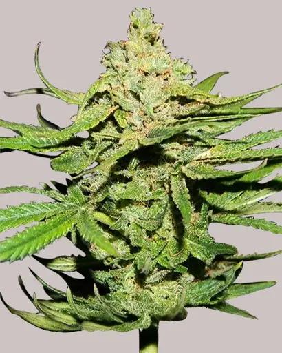 Cannatonic Seeds