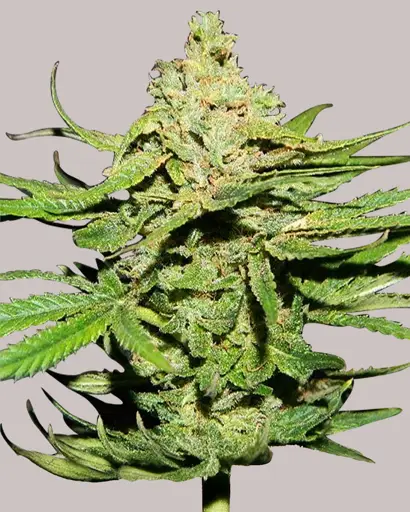 Cannatonic Feminized Seeds