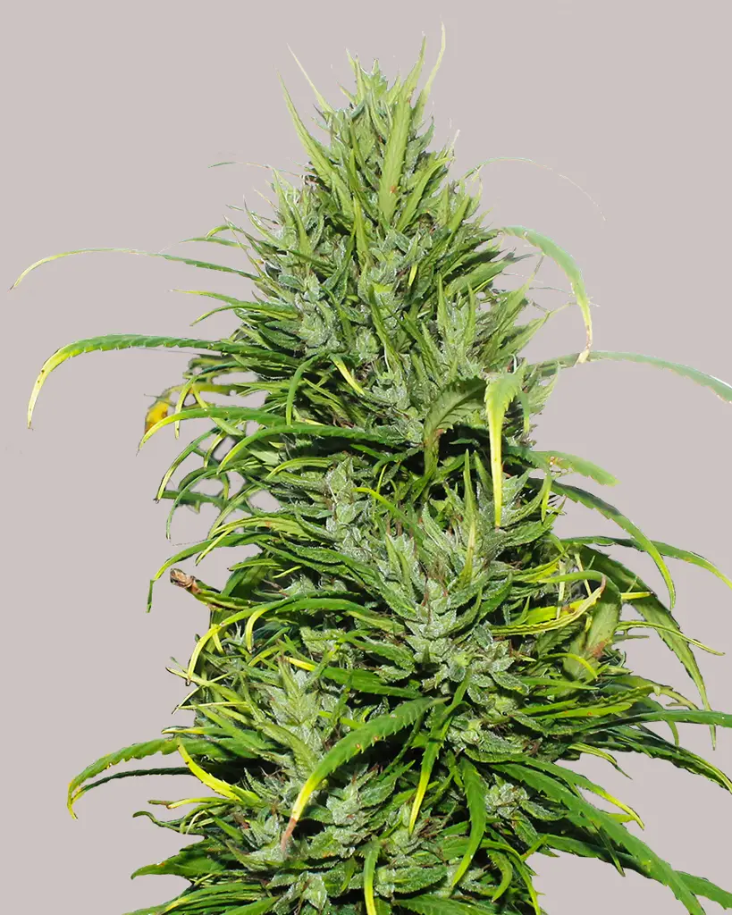 Carma CBD Feminized Seeds