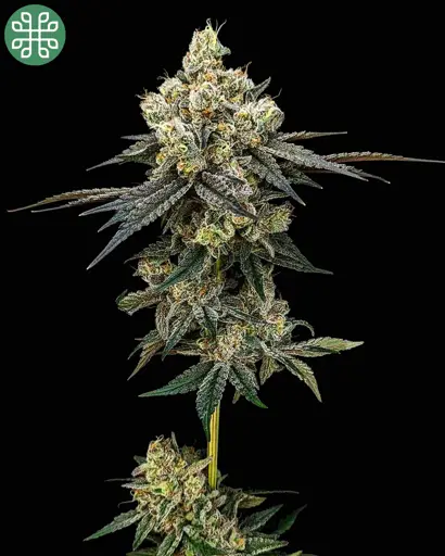 Cheddar Cheeze Feminized Seeds