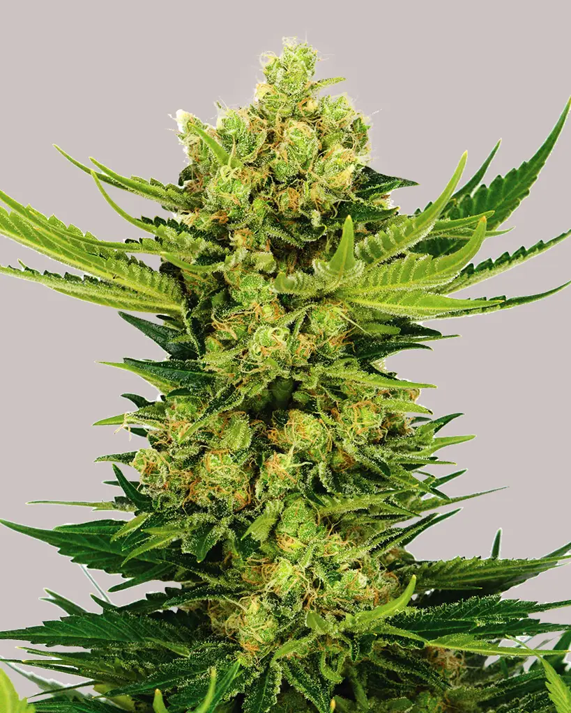 Cheese Feminized Seeds