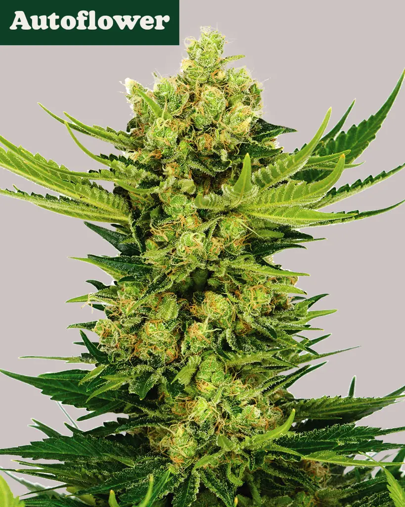 Cheese Autoflower Seeds