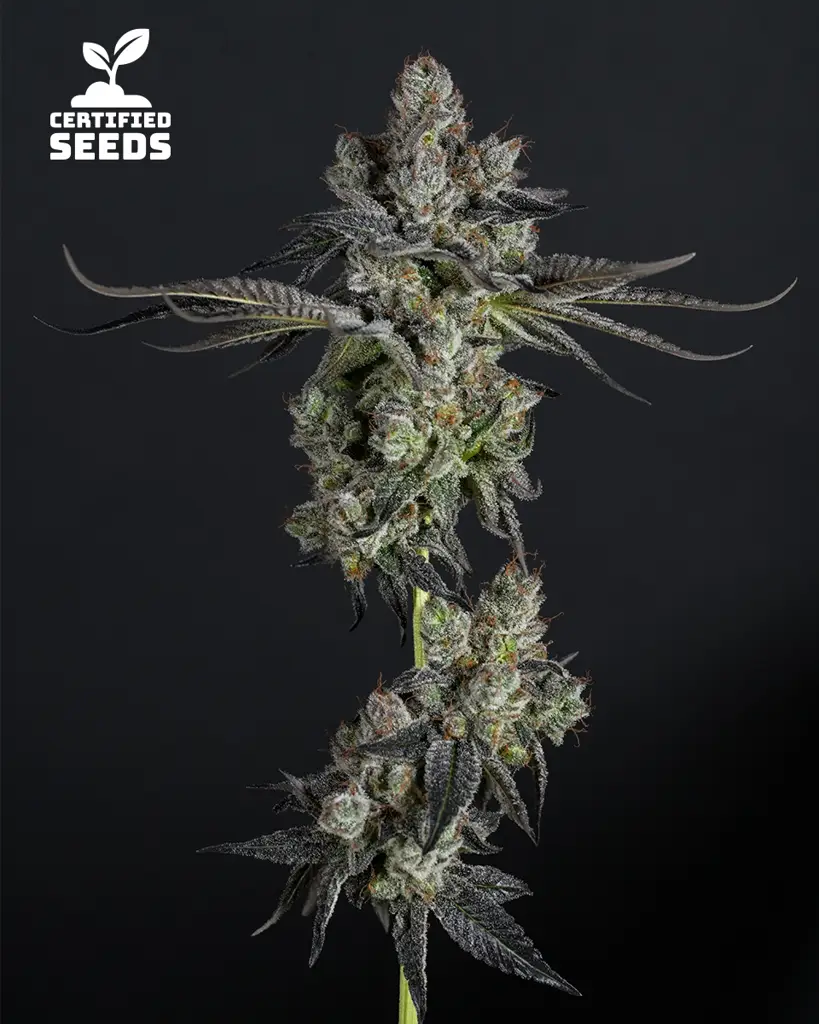 Chem N Candy Seeds