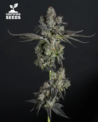 Chem N Candy Seeds
