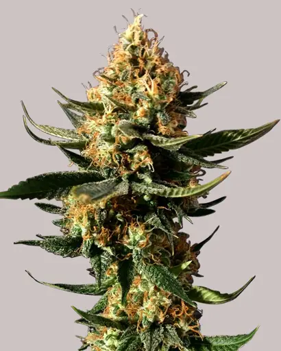 Chemdawg Feminized Seeds