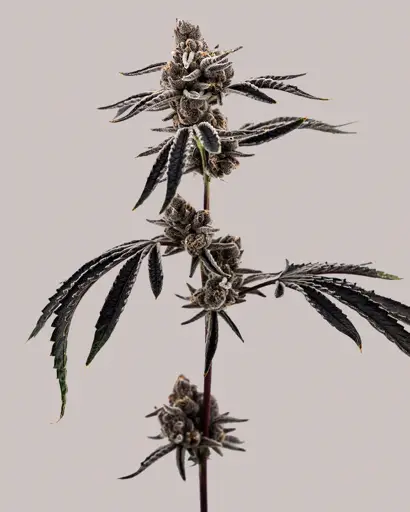 Cherry Limeaid Feminized Seeds