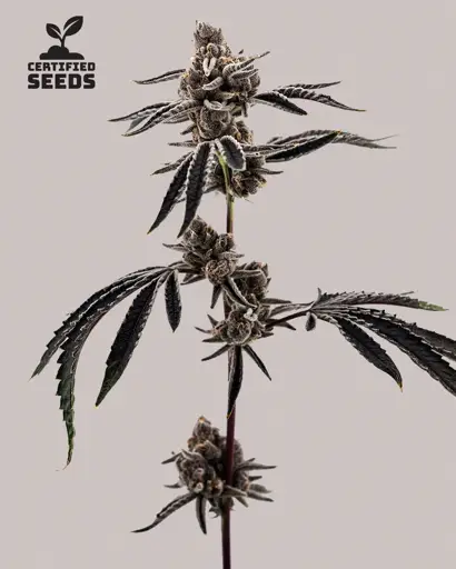 Cherry Limeaid Seeds