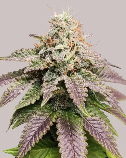 Cherry Pie Feminized Seeds